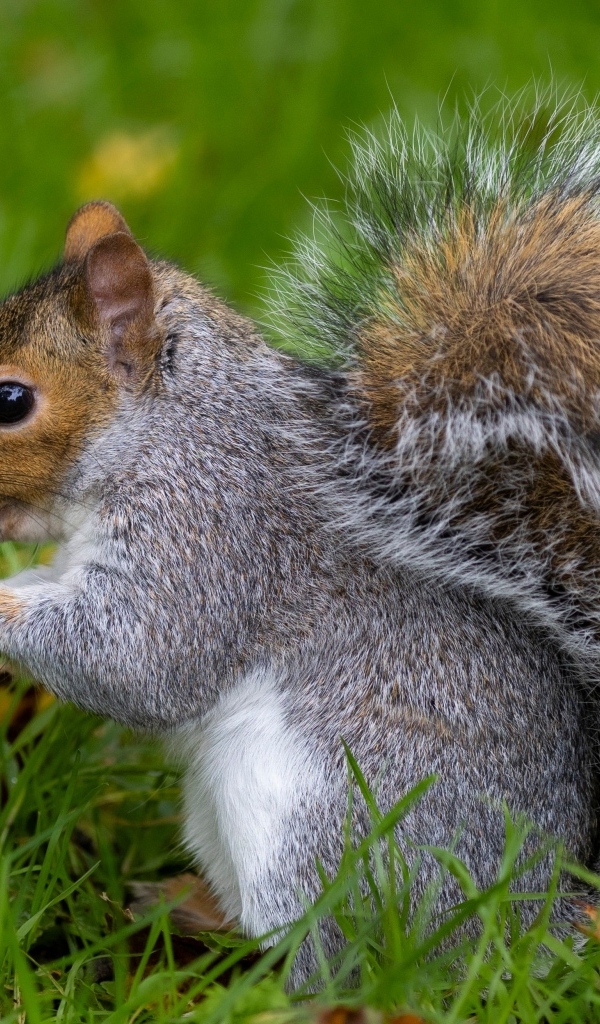 Пушистая серая белка с орехом в траве