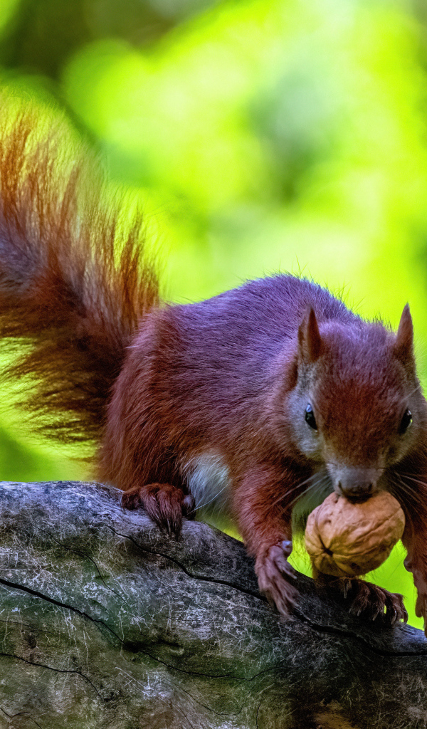 Пушистая рыжая белка с грецким орехом на ветке