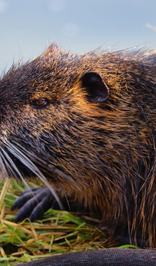 Большая серая нутрия у воды