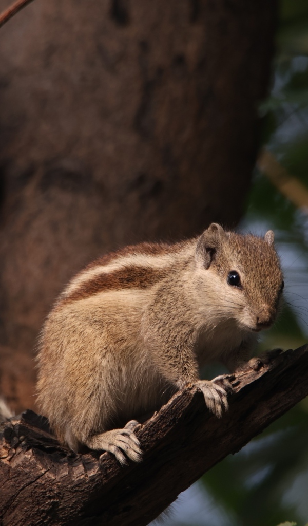 Маленький бурундук сидит на ветке