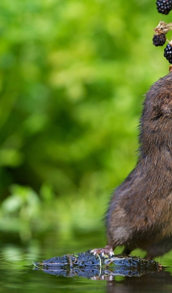 Маленькая морская свинка ест ягоды ежевики
