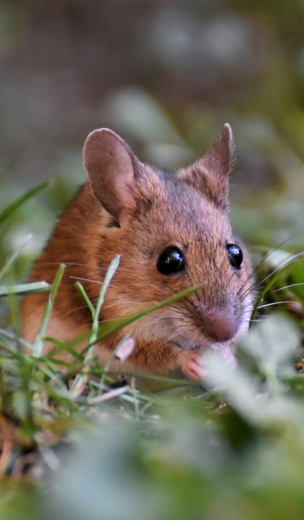 Маленькая мышь полевка сидит в траве