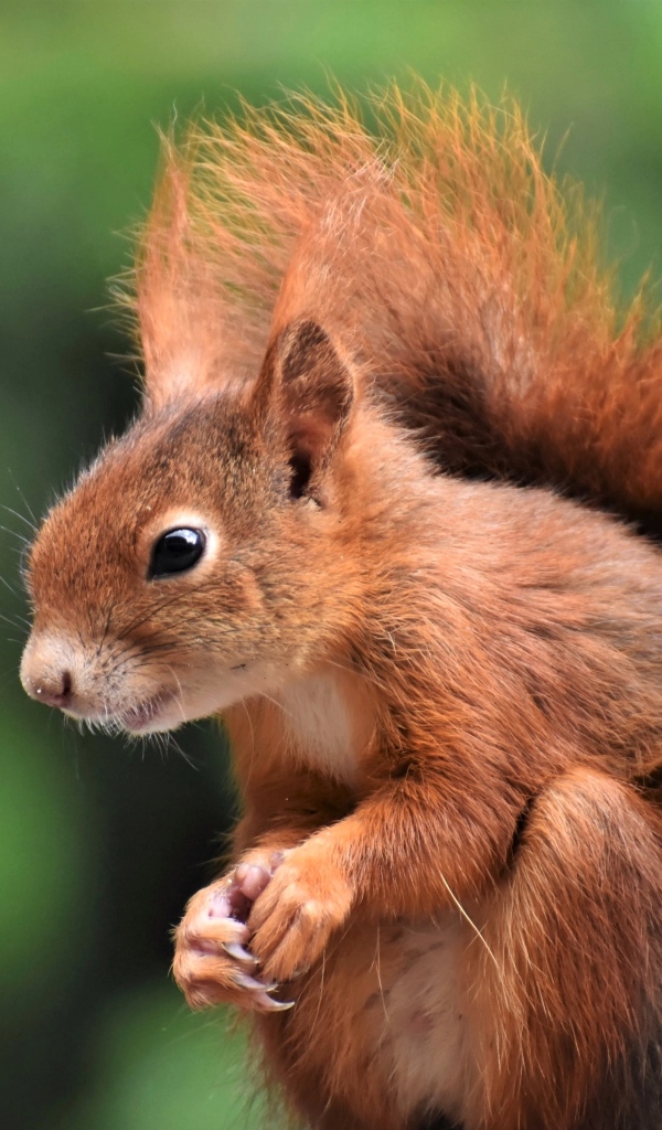 Рыжая белка с пушистым хвостом у кормушки