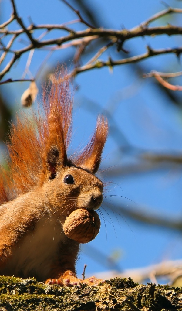 Рыжая белка с грецким орехом на ветке