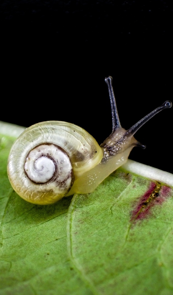 Маленькая улитка сидит на зеленом листке