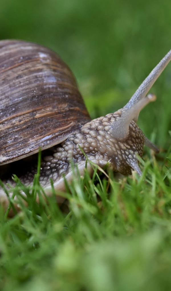 Большая улитка в зеленой траве