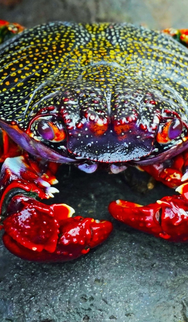 Большой краб с красными щупальцами