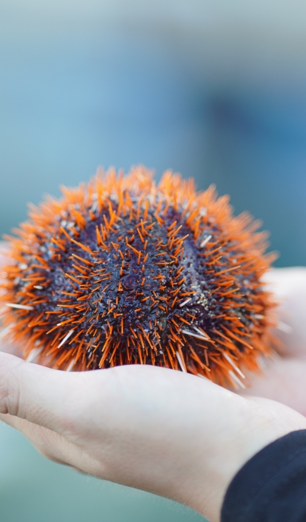 Морской еж в ладонях