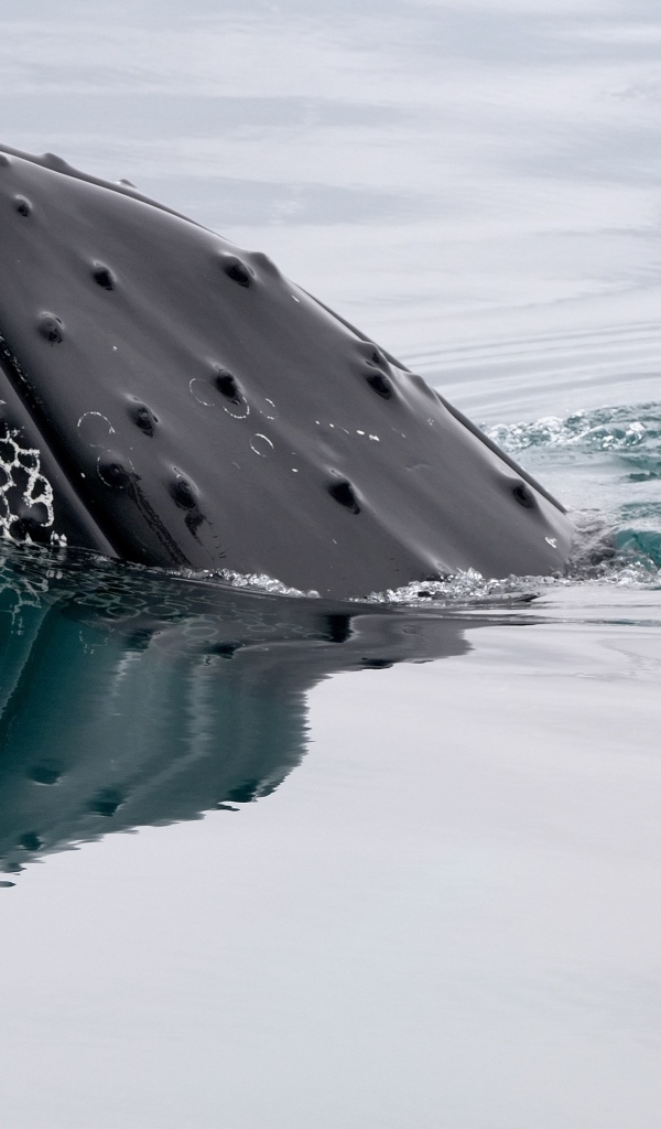 Большой кит в воде