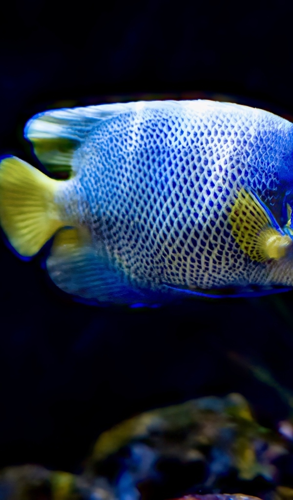 Рыба голуболицый ангел в воде