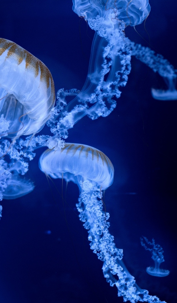 Голубые медузы на синем фоне