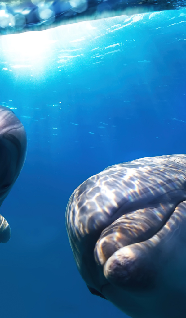 Веселые дельфины плавают в воде