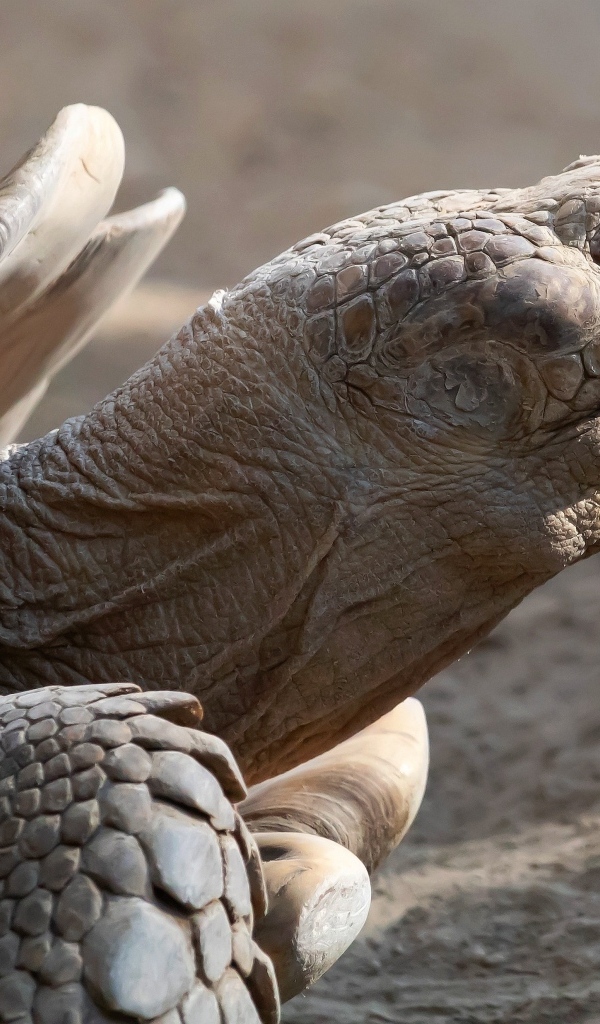 Большая шпороносная черепаха крупным планом