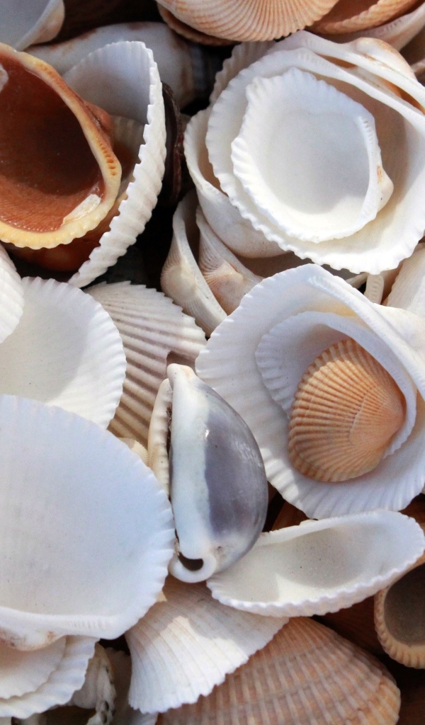 Много морских ракушек крупным планом