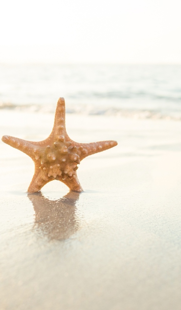 Морская звезда на мокром песке в лучах солнца на пляже