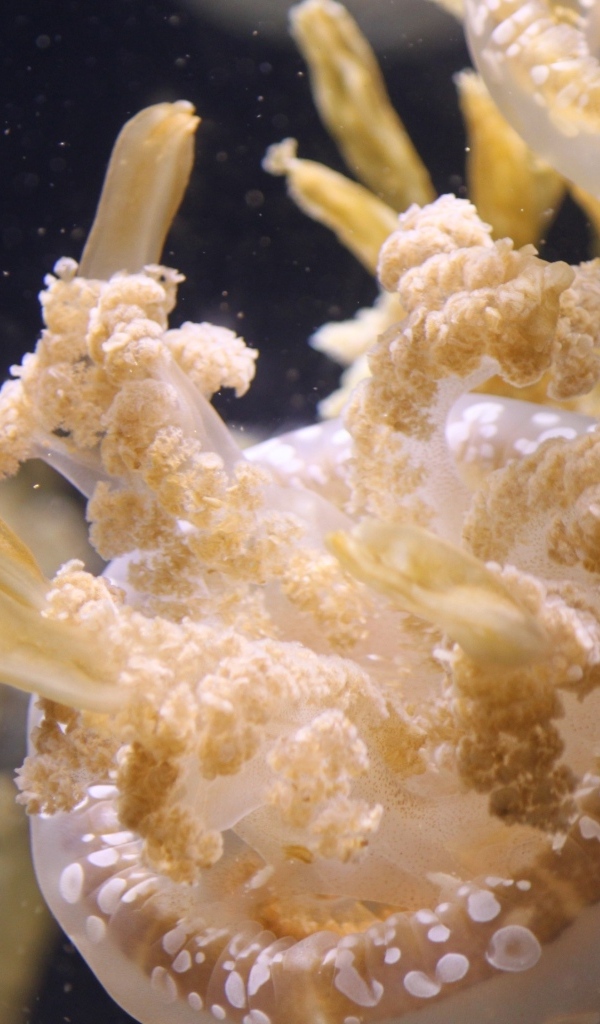 Белые медузы плавают в воде