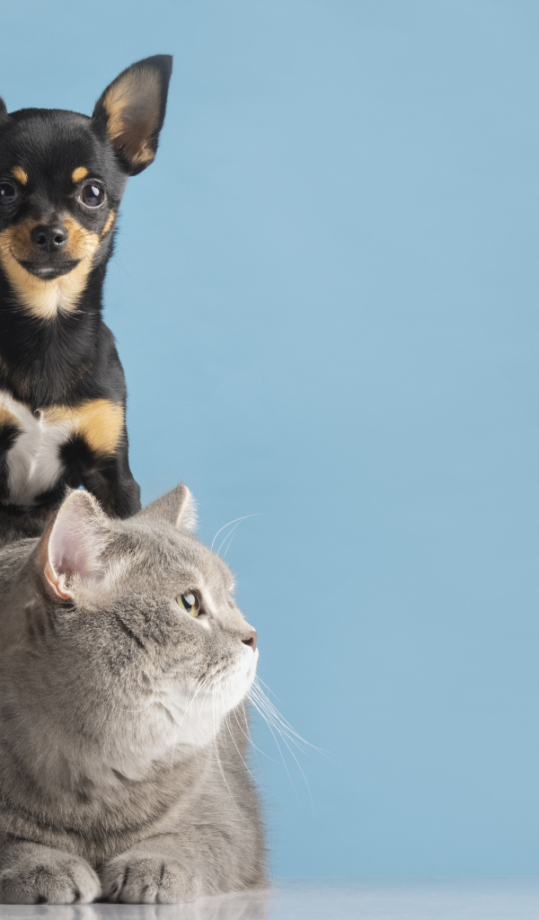 Большой серый кот с собакой на голубом фоне