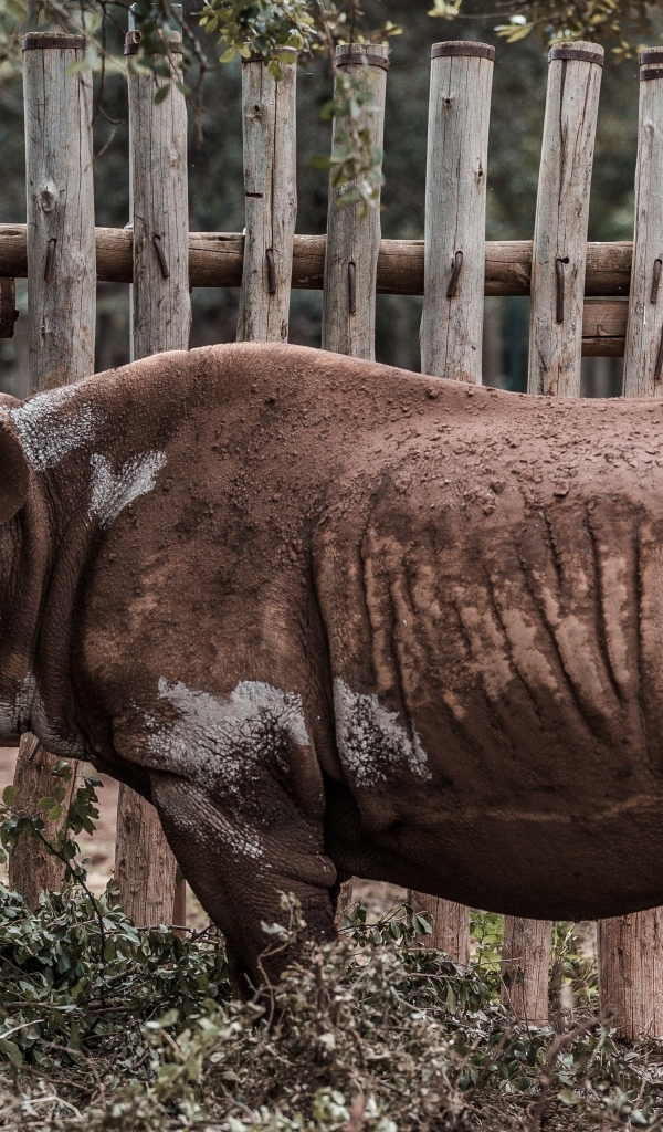 Носорог стоит у забора в зоопарке