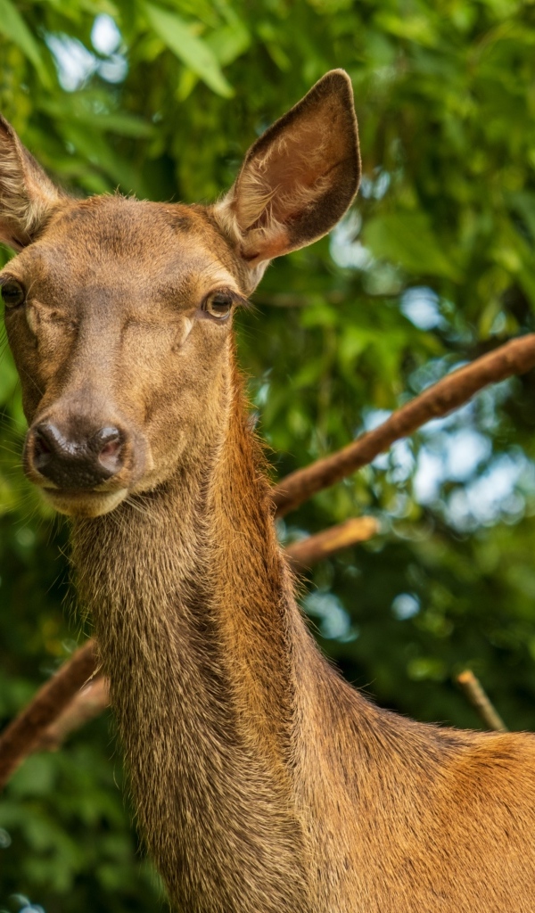 Большая коричневая олениха