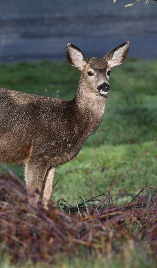 Олень стоит у дерева в лесу