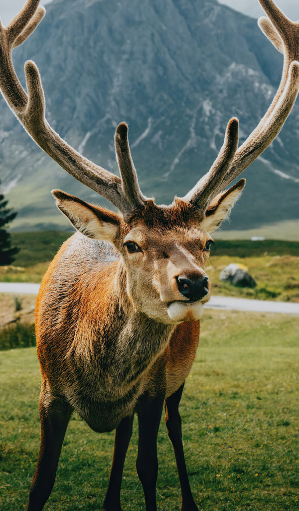 Олень с большими рогами на фоне гор