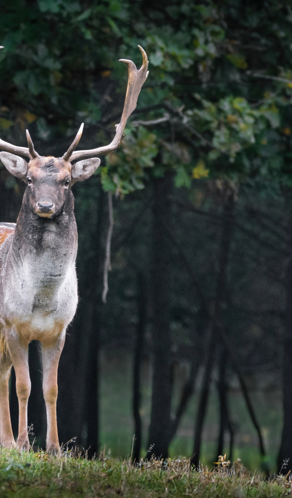 Большой олень с ветвистыми рогами