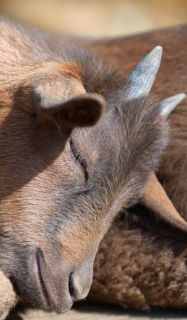 Маленький коричневый спящий козленок