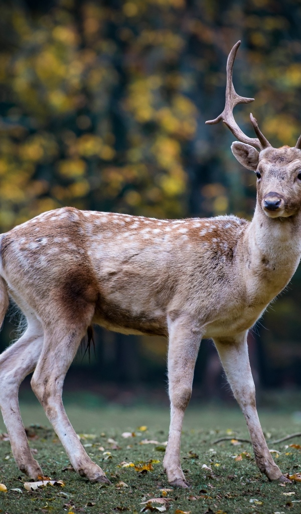 Пятнистый олень с большими рогами в парке