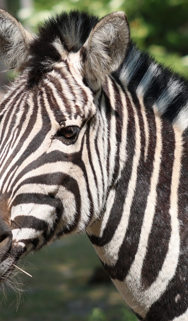 Полосатая зебра с гривой вблизи