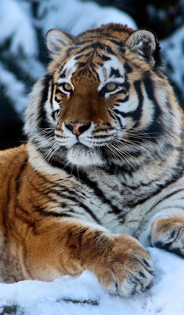 Большой амурский тигр лежит на заснеженном камне