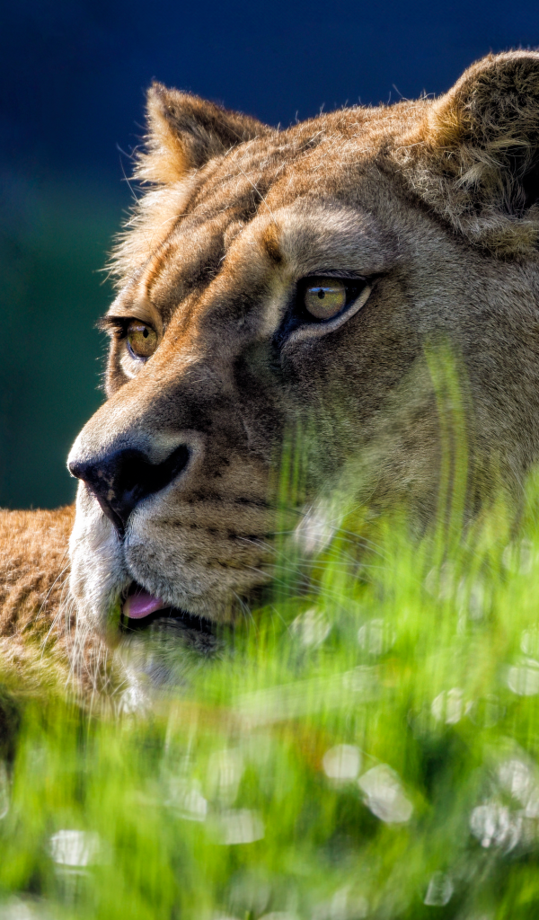 Большая львица лежит в зеленой  траве