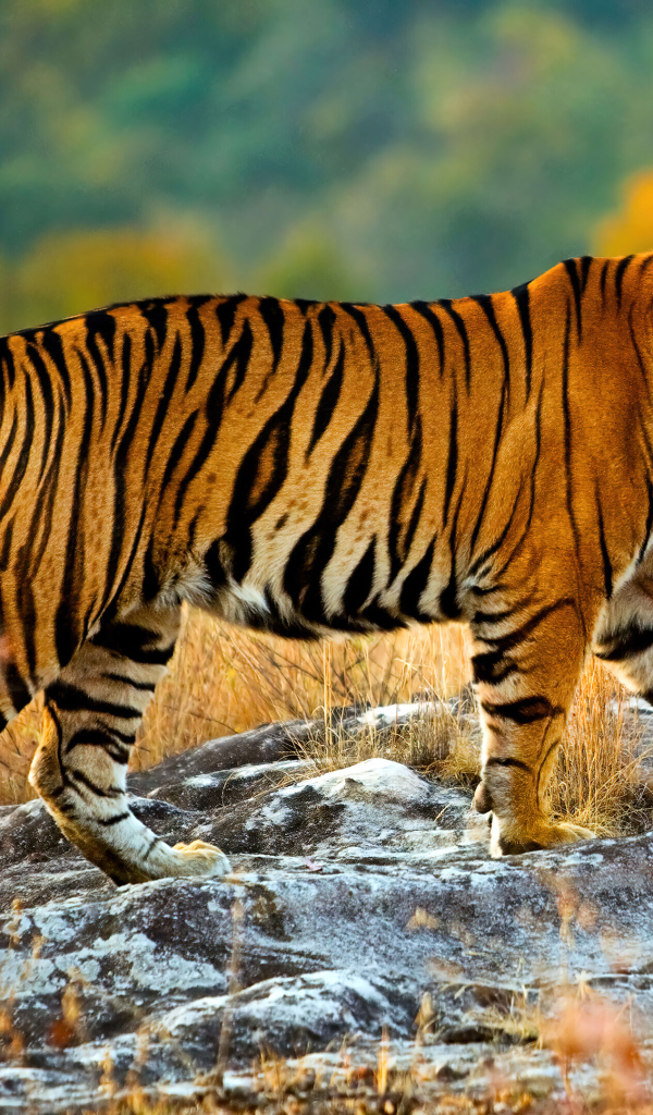 Большой полосатый амурский тигр стоит на камне