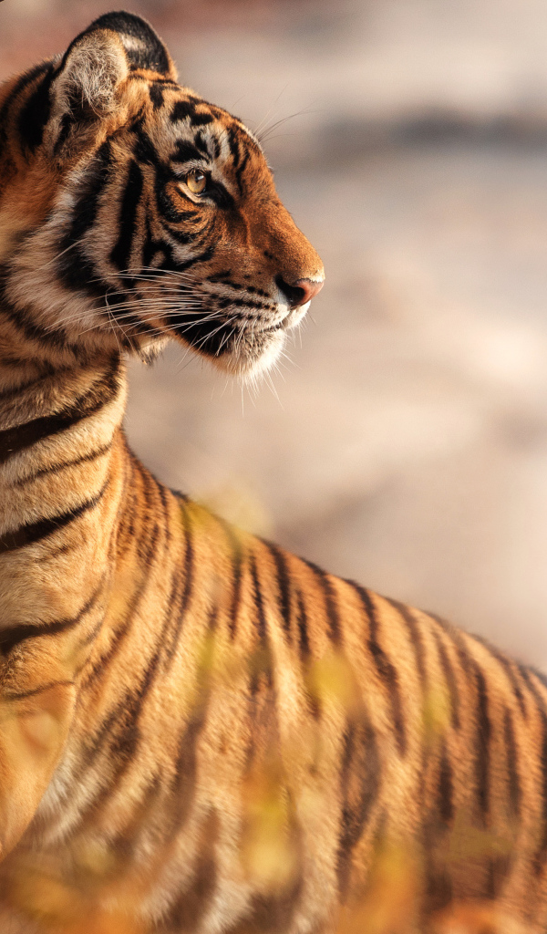 Большой полосатый тигр стоит у дерева