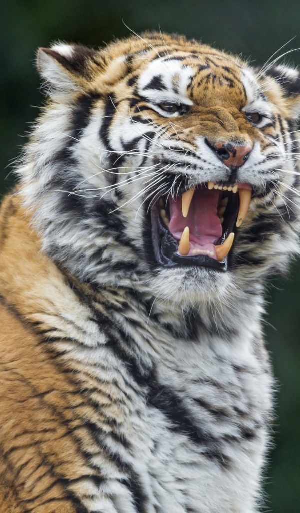 Битва больших полосатых тигров