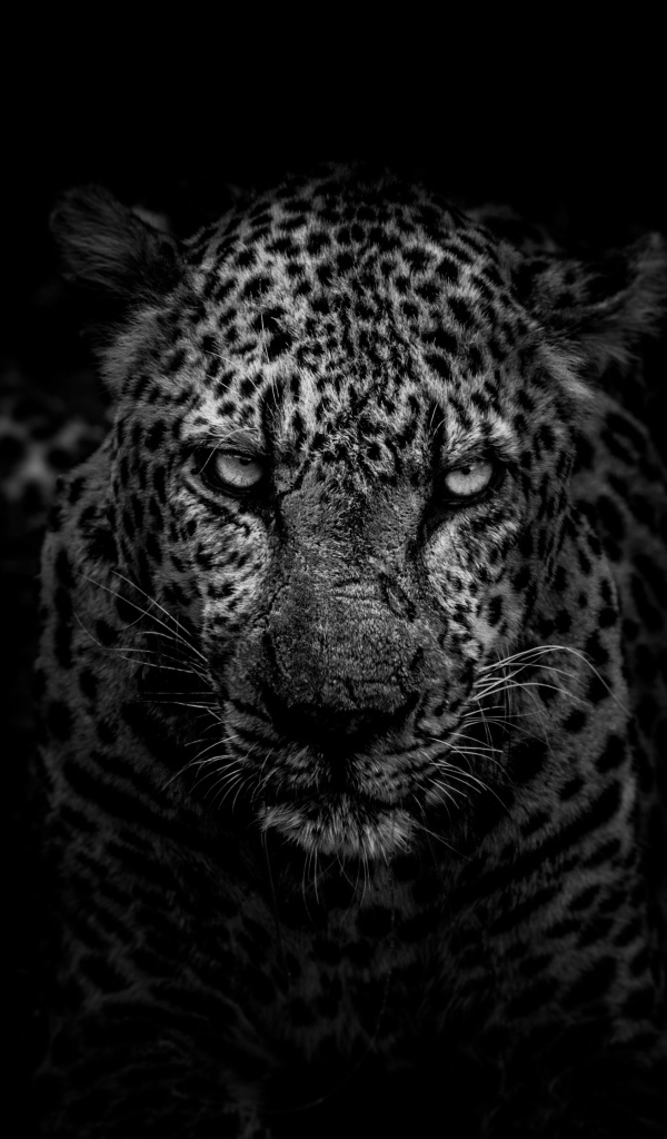 Большой злой леопард на черном фоне