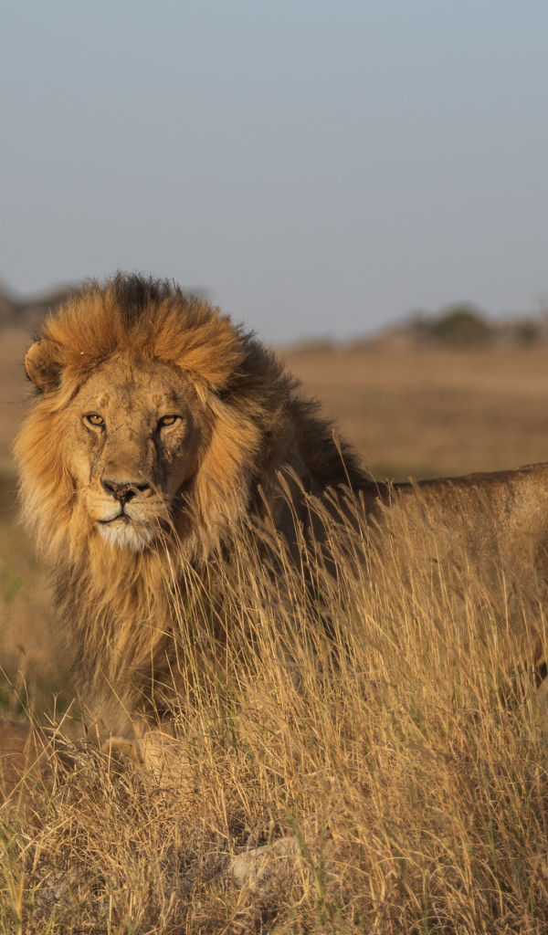 Большой лев в саванне в лучах солнца