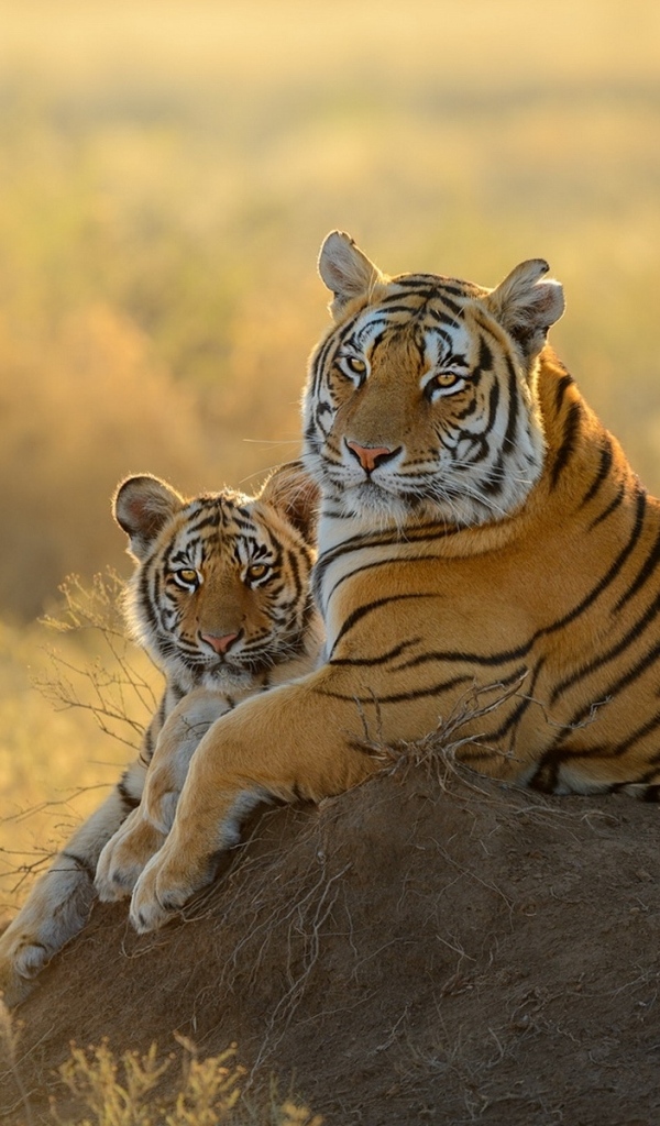 Большая тигрица с детенышем 