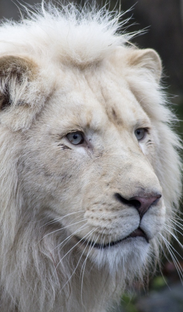 Большой белый голубоглазый лев