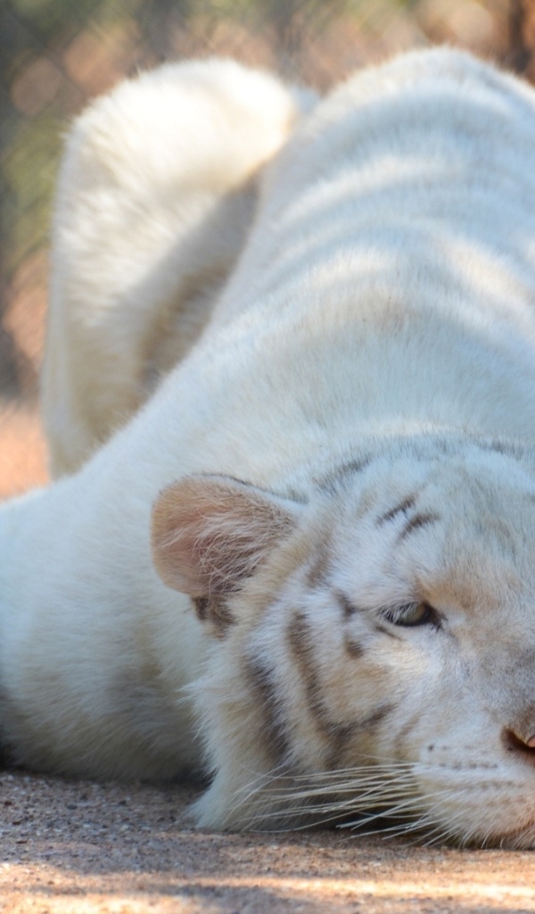 Большой белый тигр в зоопарке