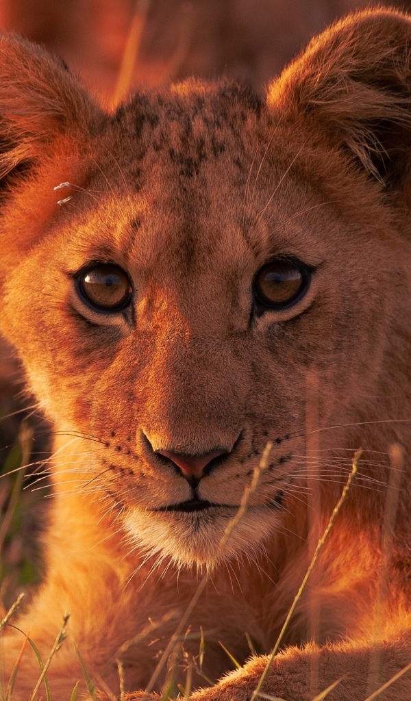 Милый маленький львенок смотрит в камеру