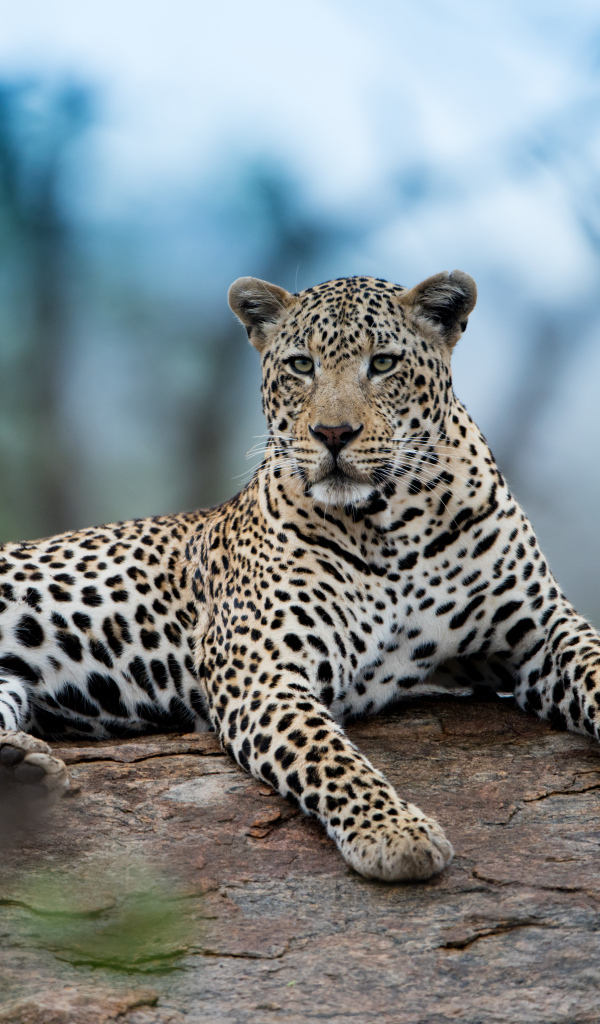 Большой африканский леопард лежит на дереве