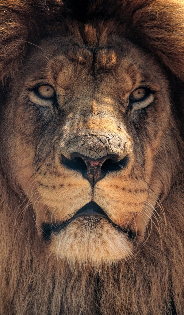 Большой лев с пышной гривой