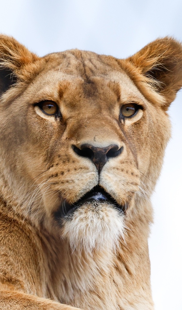 Большая львица на фоне голубого неба