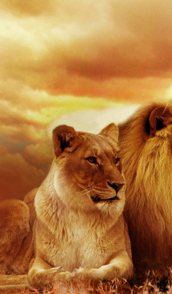 Лев и львица на фоне красивого неба в Африке