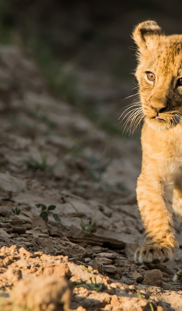 Маленький милый львенок бежит по земле