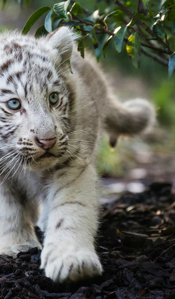 Маленький полосатый белый тигренок 