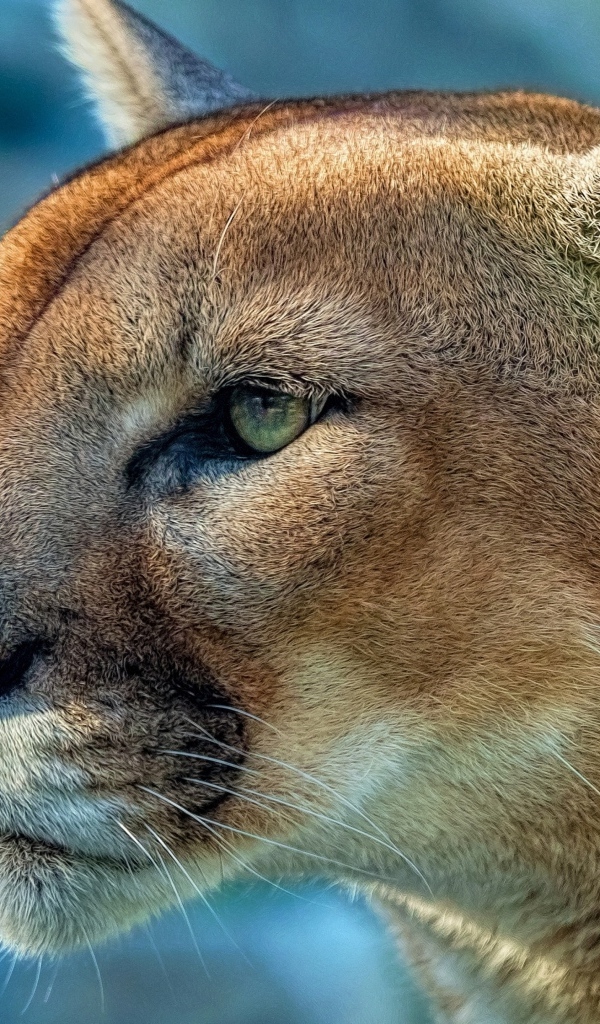 Морда зеленоглазой пумы крупным планом