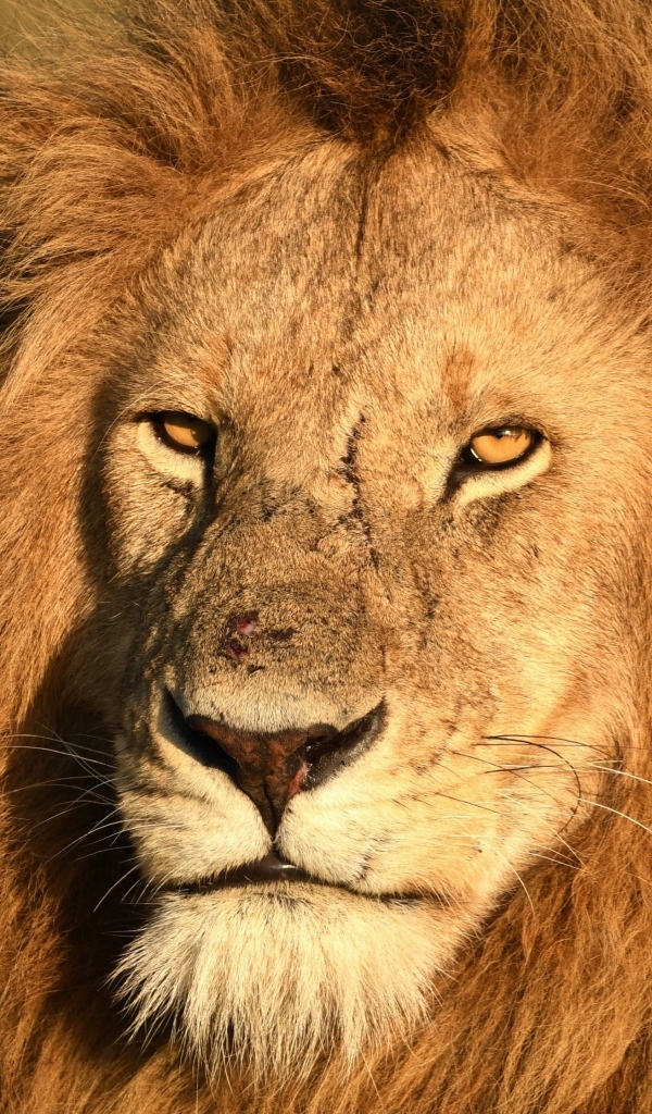 Морда большого хищного льва крупным планом