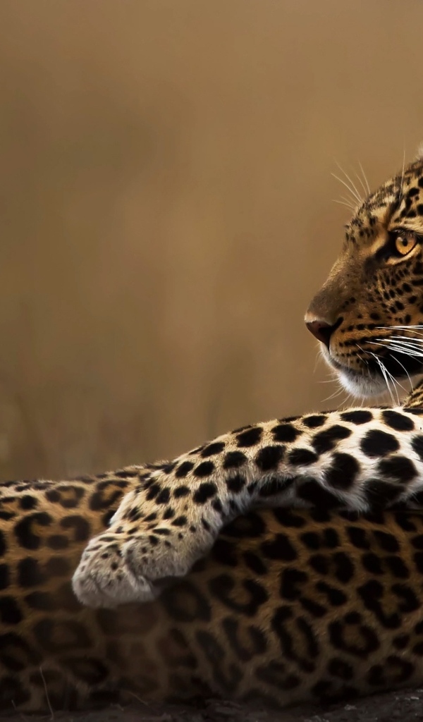 Пятнистый леопард лежит на камне