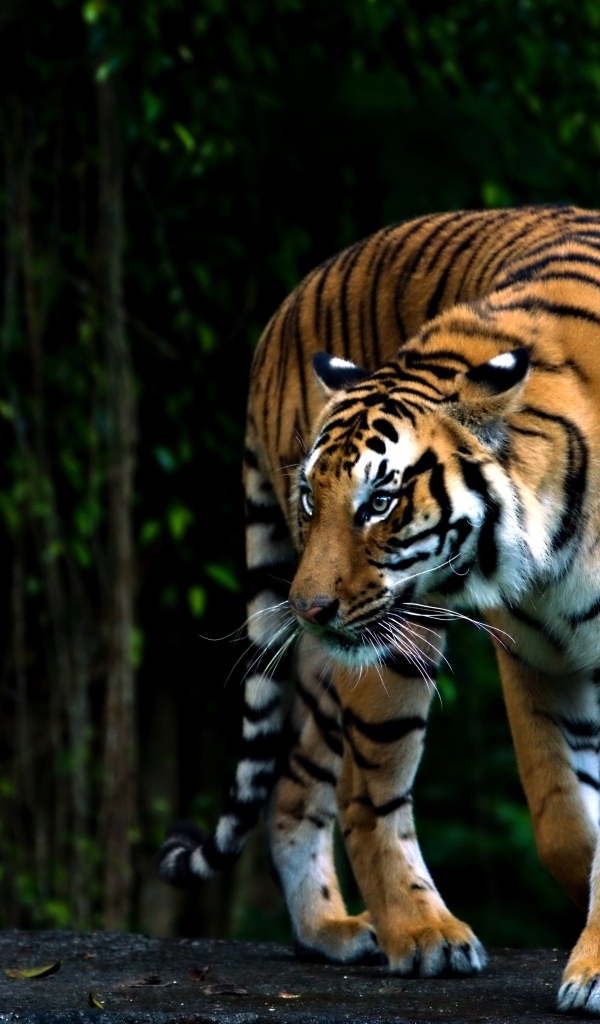 Полосатый бенгальский тигр в зоопарке